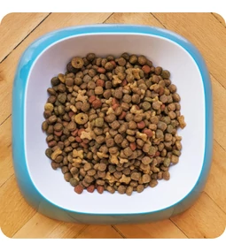 Hogyan válassz megfelelő tápot kutyádnak vagy macskádnak?