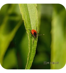 A láthatatlan veszély: így támadnak a kullancsok és bolhák
