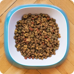 Hogyan válassz megfelelő tápot kutyádnak vagy macskádnak?