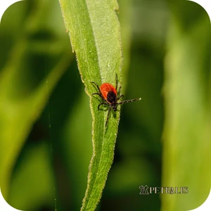 A láthatatlan veszély: így támadnak a kullancsok és bolhák